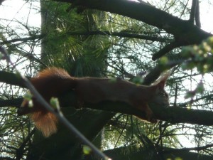 Wie schlafen Eichhörnchen im Baum?